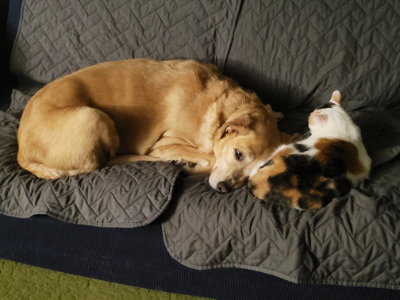 A picture of a golden lab mised-breed dog lying on a grey and blue couch next to a calico cat. The cat is facing away from the camera.