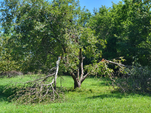 Picture of an apple tree with two broken limbs.