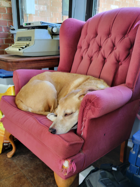 A large gold-colored dog asleep in a pink chair.