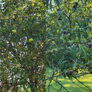 A composite photo of an apple tree on the left and a peach tree on the right. | Science Under Scrutiny – A Closer Look At Junk Science