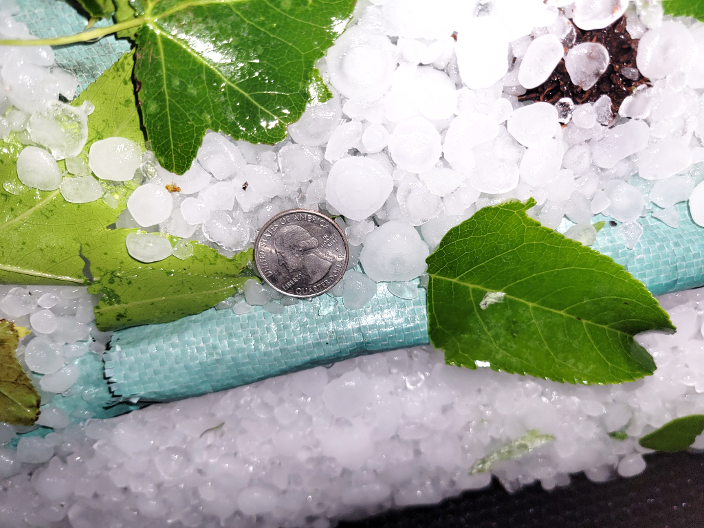 A closeup of hail with a quarter for scale